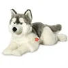 Peluche chien Husky couché - 60 cm